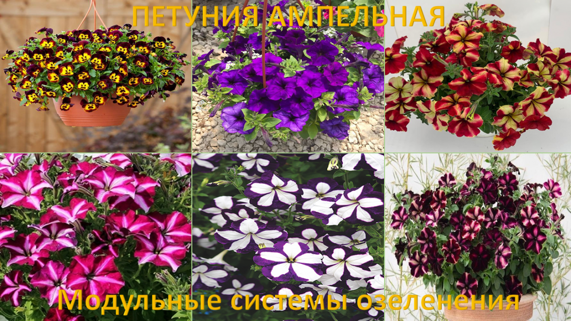 Картинка слева
