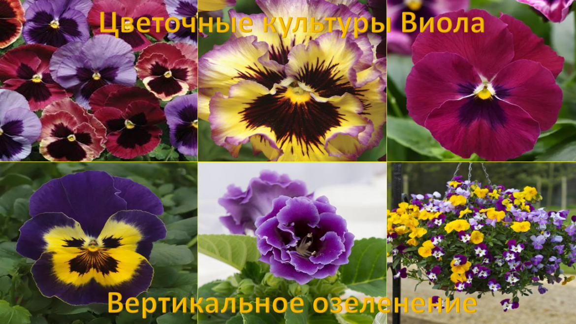 Картинка справа