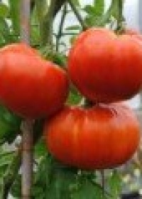  Томаты Делишес