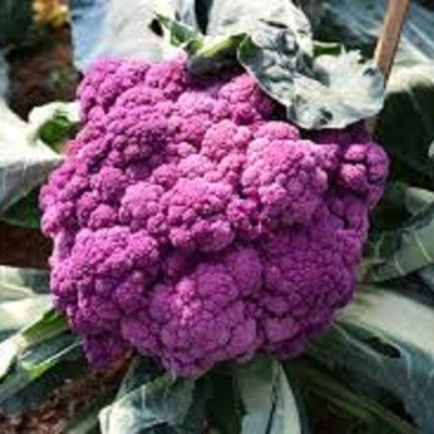 Капуста Цветная Виоленнта