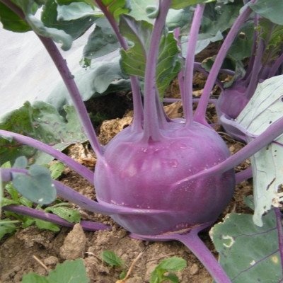 Капуста Кольраби